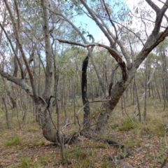 Eucalyptus nortonii at Bluetts Block (402, 403, 12, 11) - 2 Apr 2023 03:40 PM