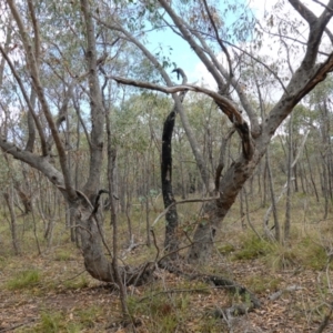 Eucalyptus nortonii at Block 402 - 2 Apr 2023