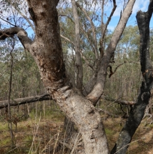Eucalyptus nortonii at Block 402 - 2 Apr 2023