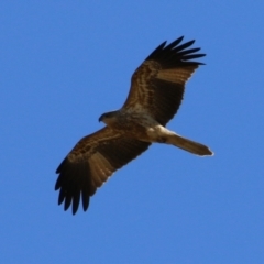 Haliastur sphenurus (Whistling Kite) at Fyshwick, ACT - 19 Jul 2023 by RodDeb