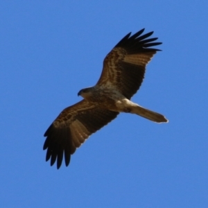 Haliastur sphenurus at Fyshwick, ACT - 19 Jul 2023