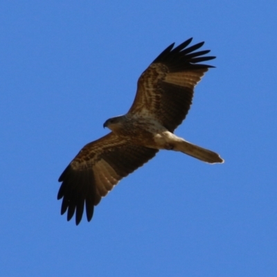 Haliastur sphenurus (Whistling Kite) at Jerrabomberra Wetlands - 19 Jul 2023 by RodDeb