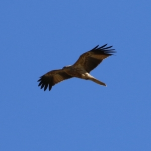 Haliastur sphenurus at Fyshwick, ACT - 19 Jul 2023