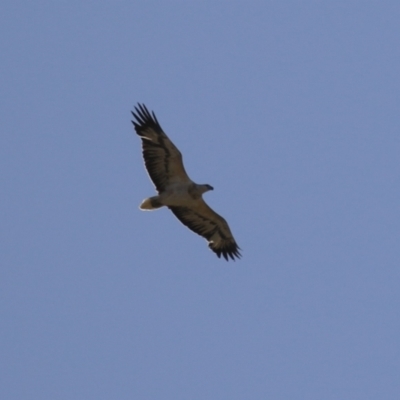 Haliaeetus leucogaster (White-bellied Sea-Eagle) at Kingston, ACT - 19 Jul 2023 by RodDeb