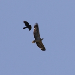 Haliaeetus leucogaster at Kingston, ACT - 19 Jul 2023