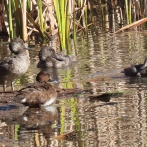 Stictonetta naevosa at Fyshwick, ACT - 19 Jul 2023