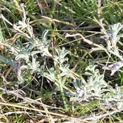 Vittadinia gracilis (New Holland Daisy) at Belconnen, ACT - 19 Jul 2023 by sangio7
