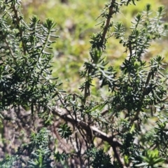 Cassinia aculeata subsp. aculeata (Dolly Bush, Common Cassinia, Dogwood) at The Pinnacle - 19 Jul 2023 by sangio7