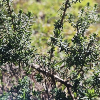 Cassinia aculeata subsp. aculeata (Dolly Bush, Common Cassinia, Dogwood) at The Pinnacle - 19 Jul 2023 by sangio7