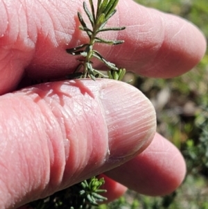 Cassinia aculeata subsp. aculeata at Belconnen, ACT - 19 Jul 2023 11:02 AM