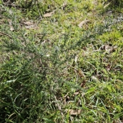 Cassinia aculeata subsp. aculeata at Belconnen, ACT - 19 Jul 2023 11:02 AM