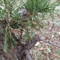Cupressus sp. (A Cypress) at Fadden, ACT - 2 Aug 2023 by KumikoCallaway