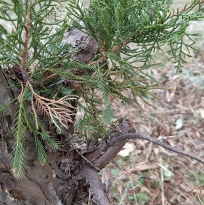 Cupressus sp. (A Cypress) at Fadden, ACT - 2 Aug 2023 by KumikoCallaway