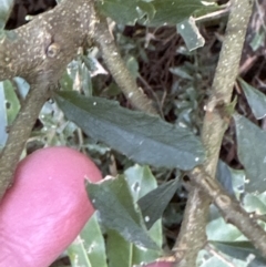 Melicytus dentatus (Tree Violet) at Kangaroo Valley, NSW - 20 Jul 2023 by lbradleyKV