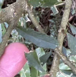 Melicytus dentatus at Kangaroo Valley, NSW - suppressed