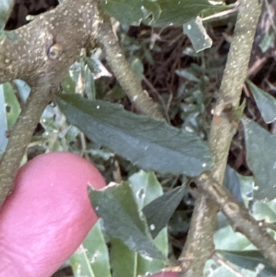 Melicytus dentatus (Tree Violet) at Kangaroo Valley, NSW - 20 Jul 2023 by lbradleyKV