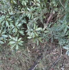 Melicytus dentatus at Kangaroo Valley, NSW - suppressed