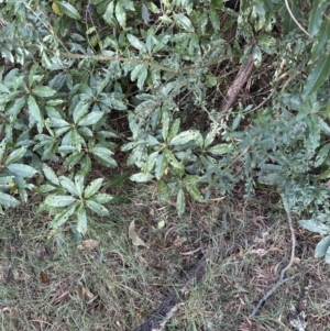 Melicytus dentatus at Kangaroo Valley, NSW - suppressed