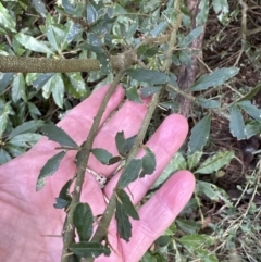 Melicytus dentatus at Kangaroo Valley, NSW - suppressed