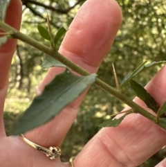 Melicytus dentatus at Kangaroo Valley, NSW - suppressed