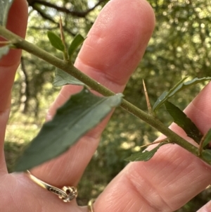 Melicytus dentatus at Kangaroo Valley, NSW - 20 Jul 2023