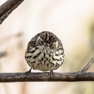 Pyrrholaemus sagittatus at Belconnen, ACT - 20 Jul 2023