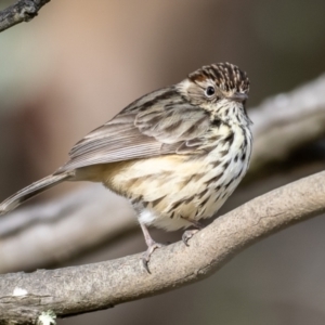 Pyrrholaemus sagittatus at Belconnen, ACT - 20 Jul 2023