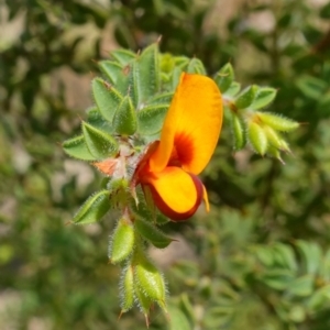 Pultenaea procumbens at Broadway, NSW - 5 Apr 2023