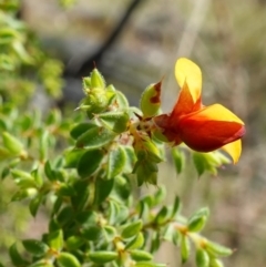 Pultenaea procumbens at Broadway, NSW - 5 Apr 2023 12:02 PM