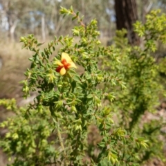 Pultenaea procumbens at Broadway, NSW - 5 Apr 2023