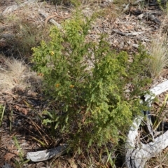 Pultenaea procumbens at Broadway, NSW - 5 Apr 2023 12:02 PM