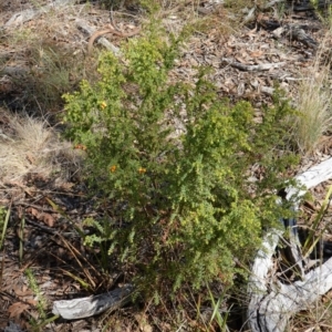 Pultenaea procumbens at Broadway, NSW - 5 Apr 2023