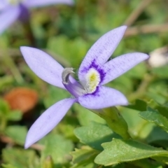 Isotoma fluviatilis subsp. australis (Swamp Isotome) at Broadway, NSW - 5 Apr 2023 by RobG1