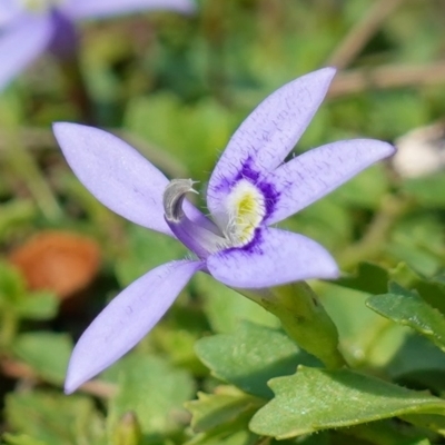 Isotoma fluviatilis subsp. australis (Swamp Isotome) at Broadway, NSW - 5 Apr 2023 by RobG1