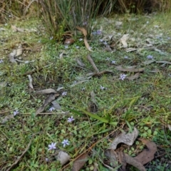 Isotoma fluviatilis subsp. australis at Broadway, NSW - 5 Apr 2023 12:32 PM