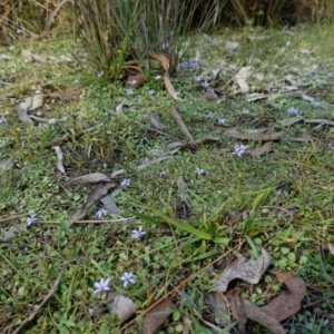 Isotoma fluviatilis subsp. australis at Broadway, NSW - 5 Apr 2023