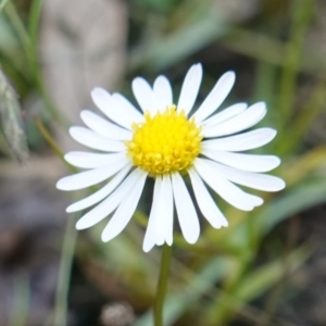 Calotis anthemoides at Broadway, NSW - 5 Apr 2023