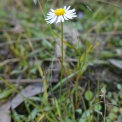 Calotis anthemoides at Broadway, NSW - 5 Apr 2023