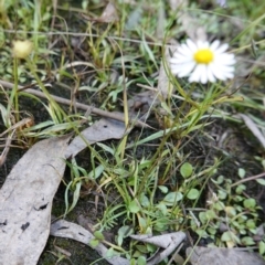 Calotis anthemoides at Broadway, NSW - 5 Apr 2023