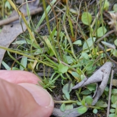 Calotis anthemoides at Broadway, NSW - 5 Apr 2023