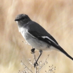 Melanodryas cucullata cucullata (Hooded Robin) at Paddys River, ACT - 20 Jul 2023 by JohnBundock