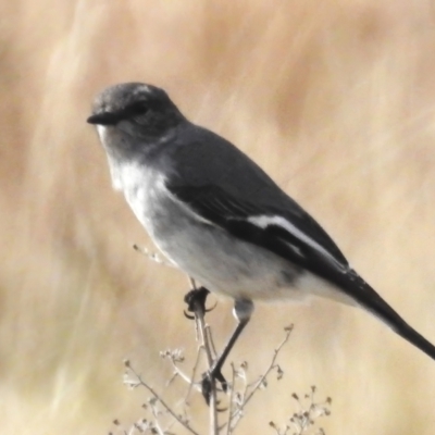 Melanodryas cucullata (Hooded Robin) at Paddys River, ACT - 20 Jul 2023 by JohnBundock