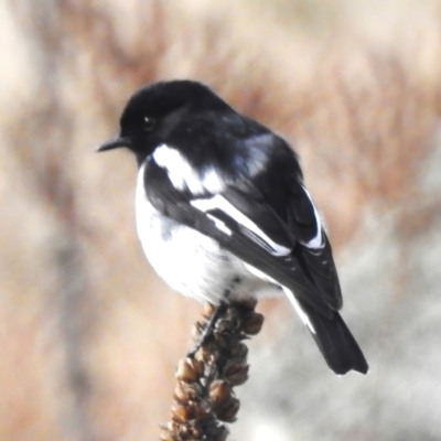 Melanodryas cucullata cucullata (Hooded Robin) at Paddys River, ACT - 20 Jul 2023 by JohnBundock