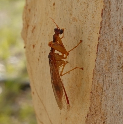 Campion sp. (genus) (Mantis Fly) at Broadway TSR N.S.W. - 5 Apr 2023 by RobG1