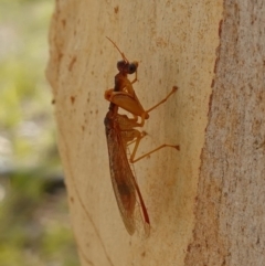 Campion sp. (genus) (Mantis Fly) at Broadway, NSW - 5 Apr 2023 by RobG1