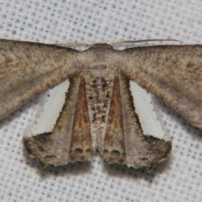 Balantiucha decorata (Other moths (Uraniiadae family)) at Sheldon, QLD - 30 Mar 2007 by PJH123