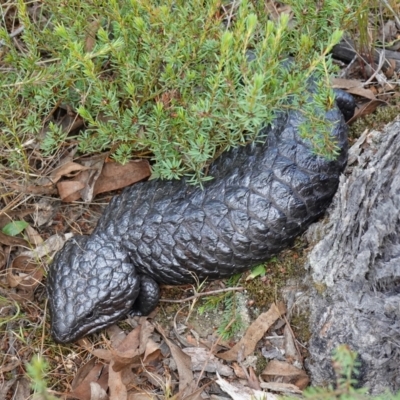 Tiliqua rugosa (Shingleback Lizard) at Broadway, NSW - 5 Apr 2023 by RobG1