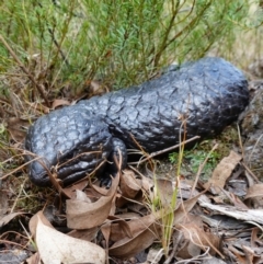 Tiliqua rugosa at Broadway, NSW - 5 Apr 2023 01:49 PM