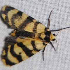 Chiriphe equidistans (A Tiger moth) at Sheldon, QLD - 30 Mar 2007 by PJH123