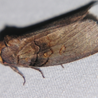 Discophlebia lucasii (Lucas' Snub Moth) at Sheldon, QLD - 30 Mar 2007 by PJH123